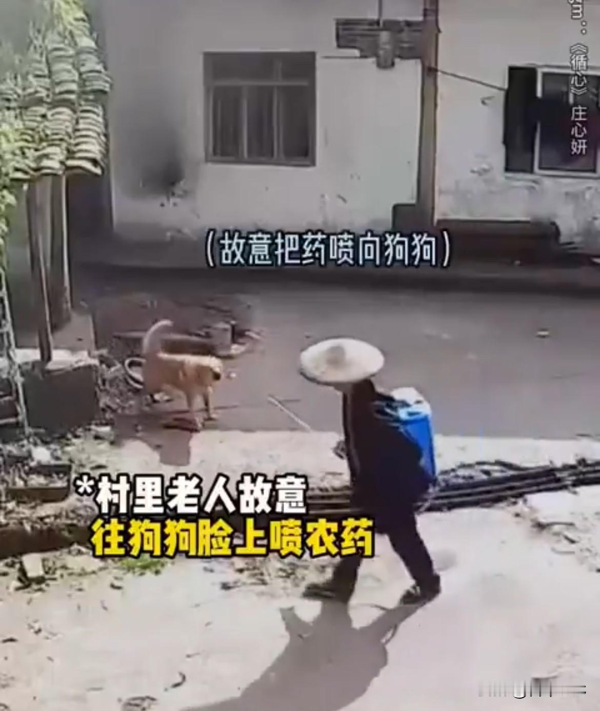一段视频的截图，一个喷农药的老头，向一只家犬喷射农药。狗狗的眼睛异常难受。然后被
