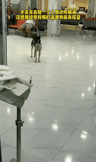 真的太好哭了，这就是最纯粹的双向奔赴啊！你喂它一餐饭，它记你一辈子。在你最脆