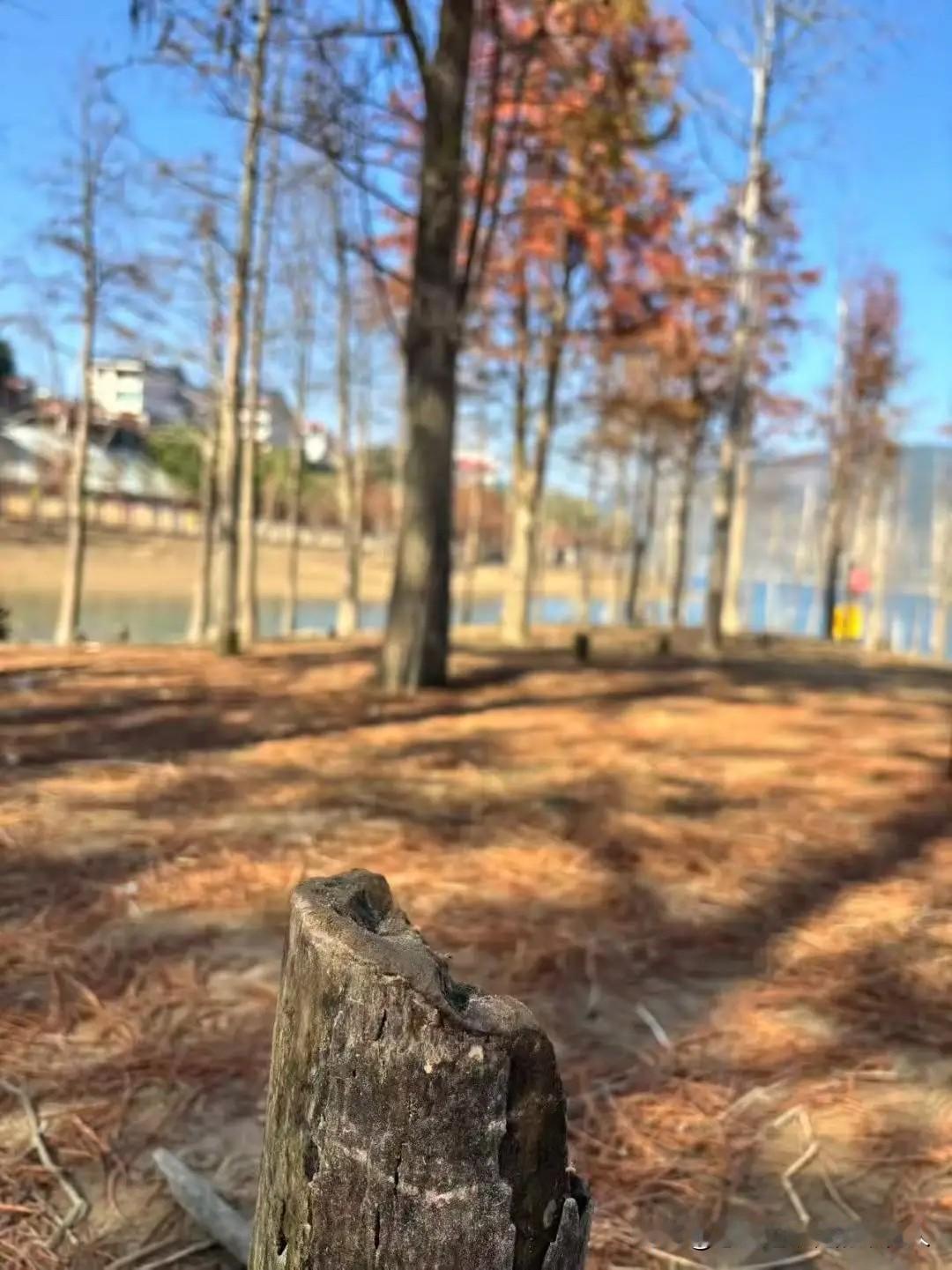 心梗的离世来得实在太突然了！姐姐家今早忙着杀猪，亲戚朋友们都来帮忙，院子里热热闹