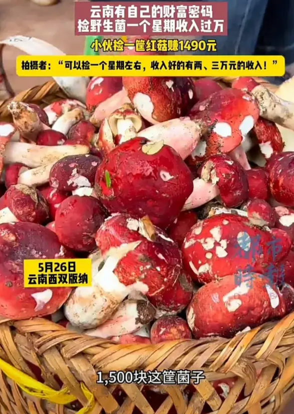 太聪明了！5月26日，云南西双版纳一名小伙在山上捡红菇售卖，一筐就卖了1500元