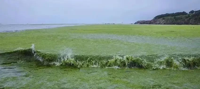 每年山东沿海都要清理浒苔。山东应该向江苏索赔，浒苔是江苏制造，但影响的是山东。