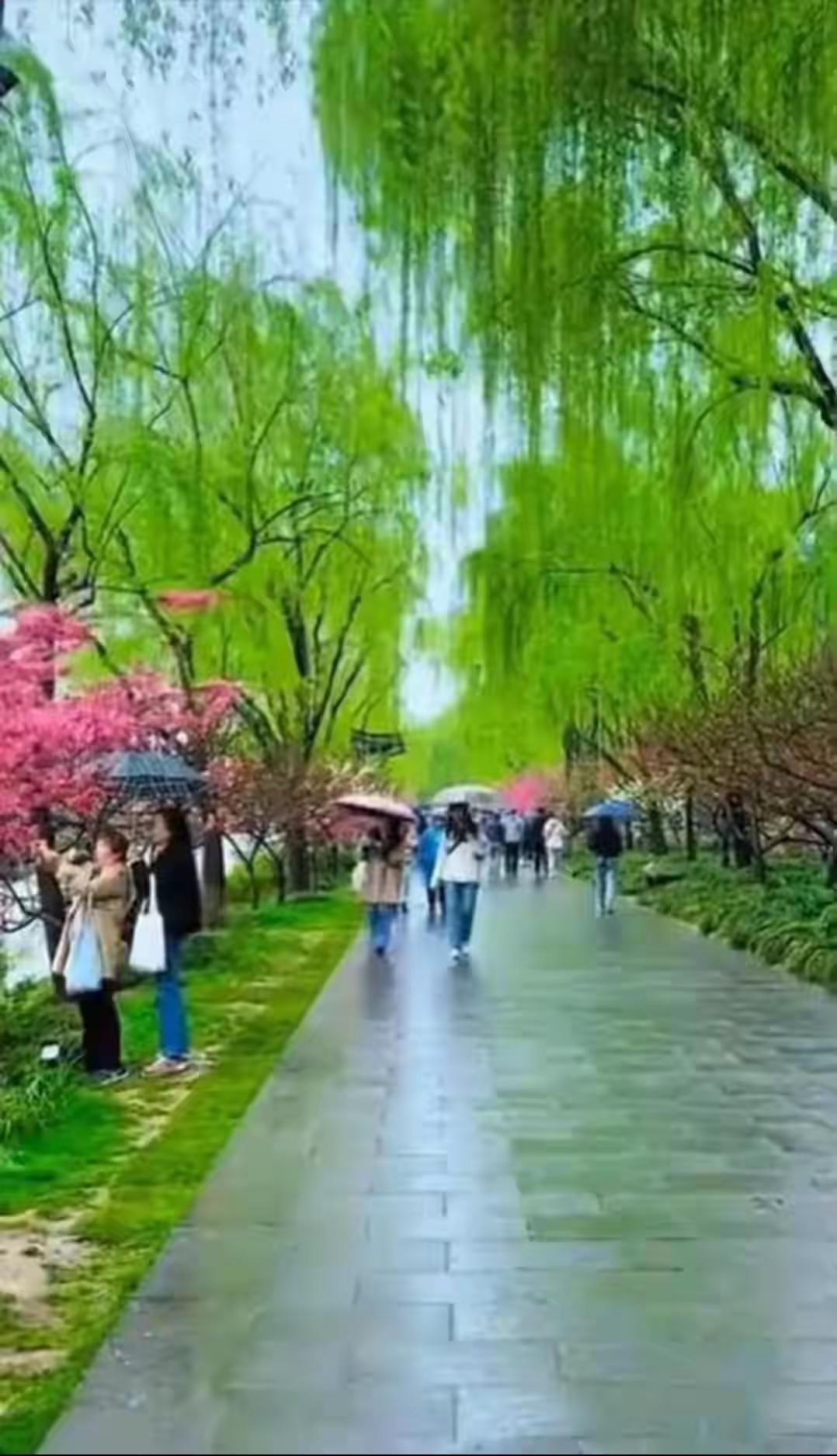 雨中漫步，粉黛乱子草下的浪漫时光