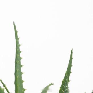 种植0000芦荟完整种植方法：一、土壤配土（核心，怕积水烂根）芦荟喜疏松透气沙