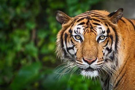 真心夸一次印度：对老虎的保护极其到位。为了保护老虎下了血本，顺便还保护了狮子，印