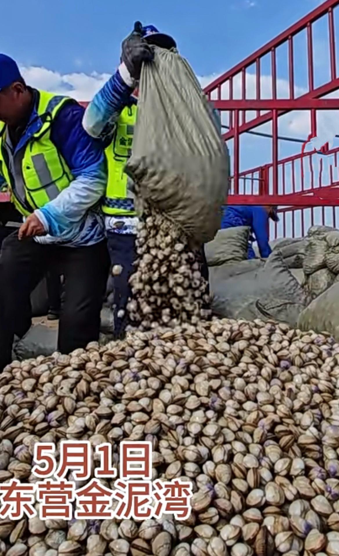 都别空手走！山东东营，金泥湾出现奇怪的景象，有人往沙滩上“种蛤蜊”，游客不用费劲