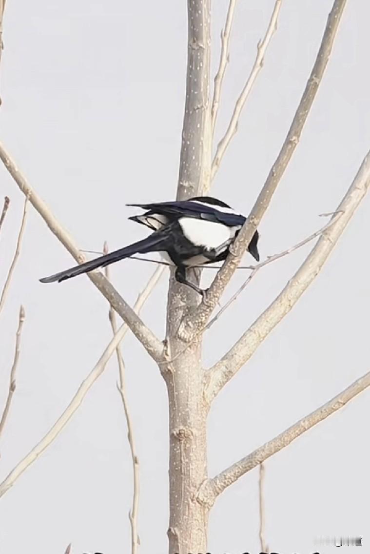 我突然羡慕起我们村一个拾荒的傻女人来。这个女人是外地跑来的，被我们村一`个单身
