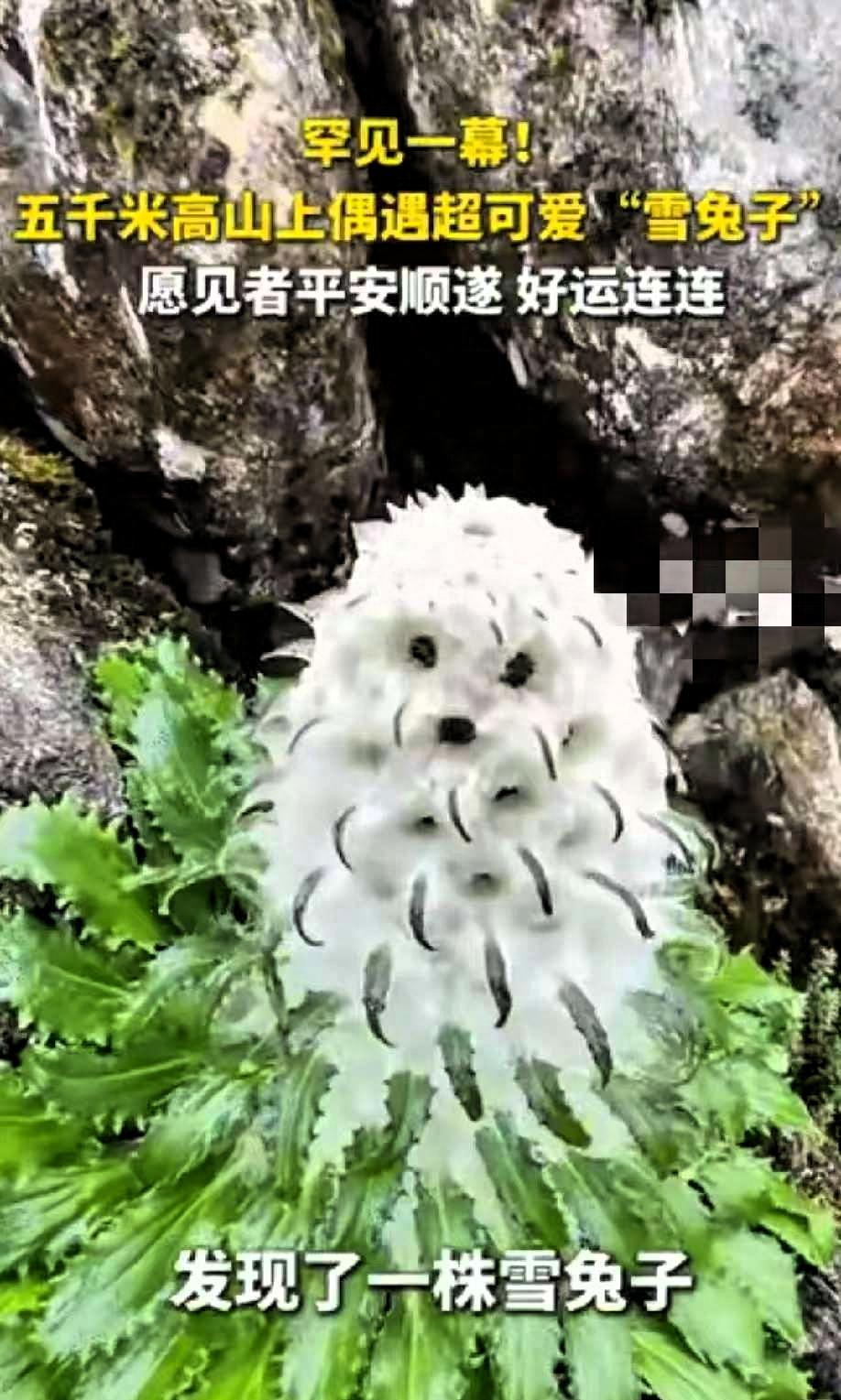“火到央视了！”西藏喜马拉雅山，一男子爬到海拔5000米的地方，看到了一株罕见的