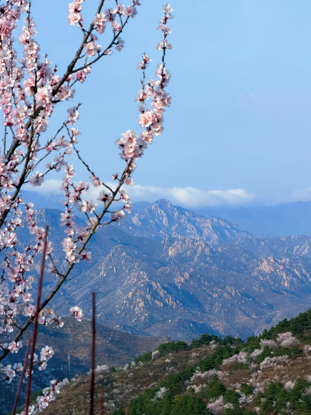 闯进宫崎骏漫画里的春天-昌赤路简直美翻了！