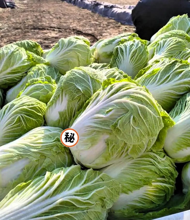 刚刷到央视曝光，后背瞬间吓出冷汗，嘴里的菜当场就咽不下去了！以前买菜总挑干净无虫