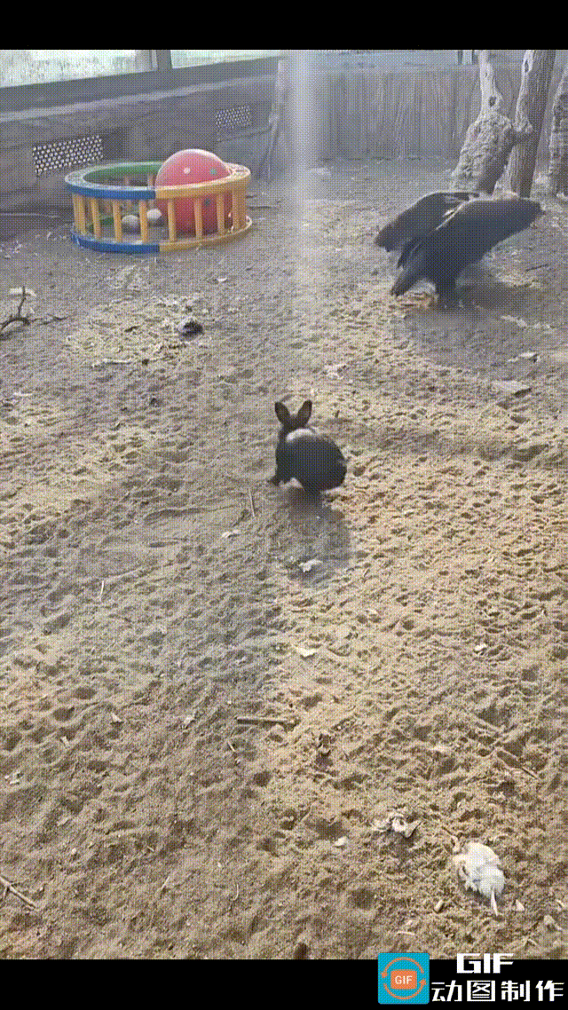 倒返天罡了，秃鹫居然被兔子撵得屁滚尿流。秃鹫圈中，有人放进了一只小黑兔，想着可