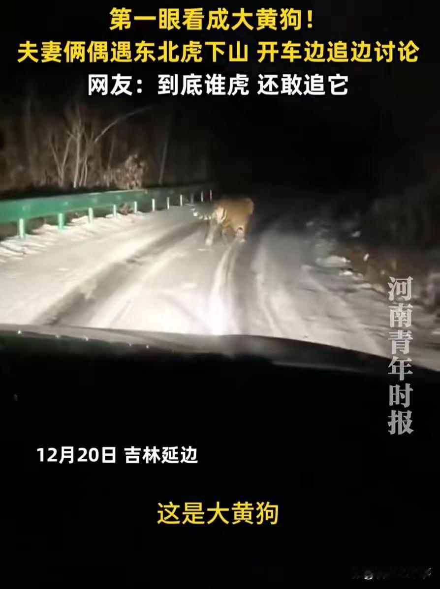 夫妻遇东北虎下山第一眼看成大黄狗，紧跟拍照你去过东北吗？当你走在那片广袤的林