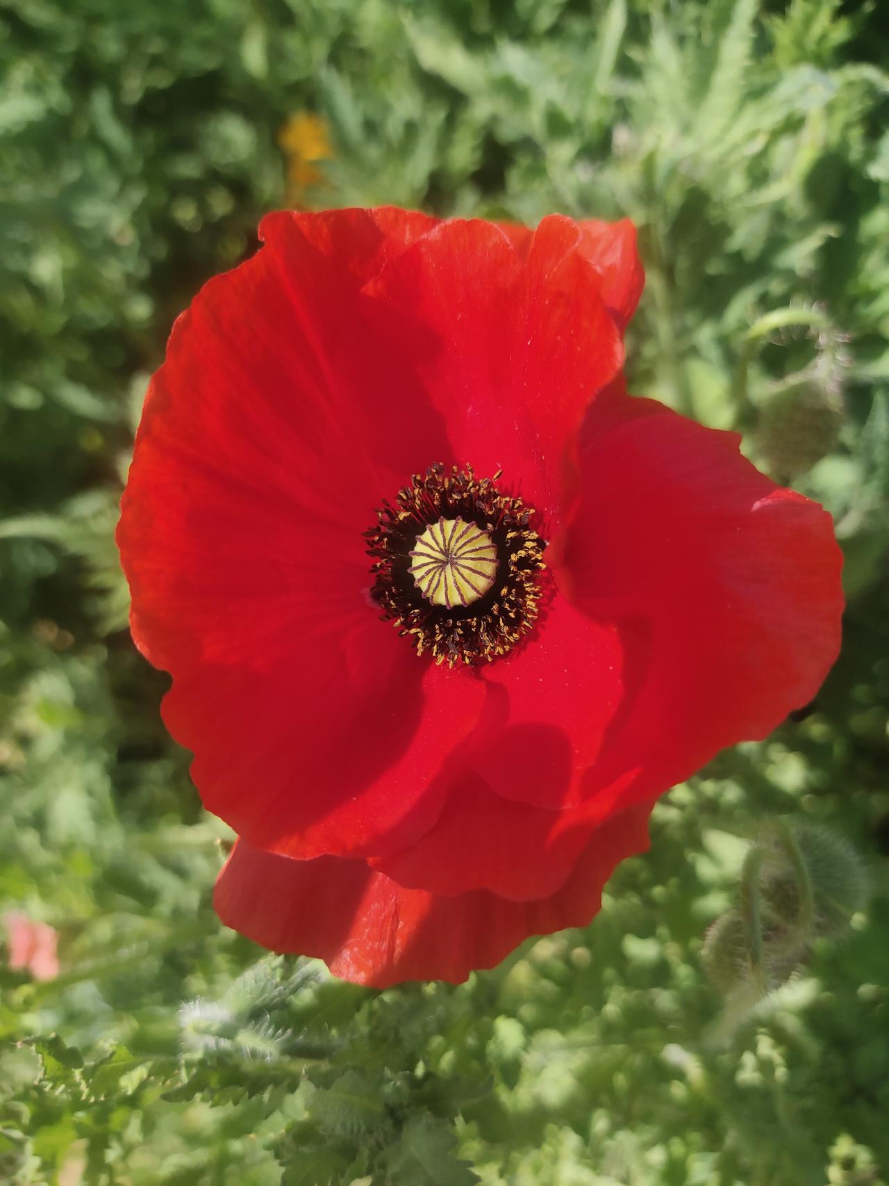 春天实在是太美妙啦！各种各样的花儿争奇斗艳，竞相绽放。我向来喜爱花朵，可惜认识的