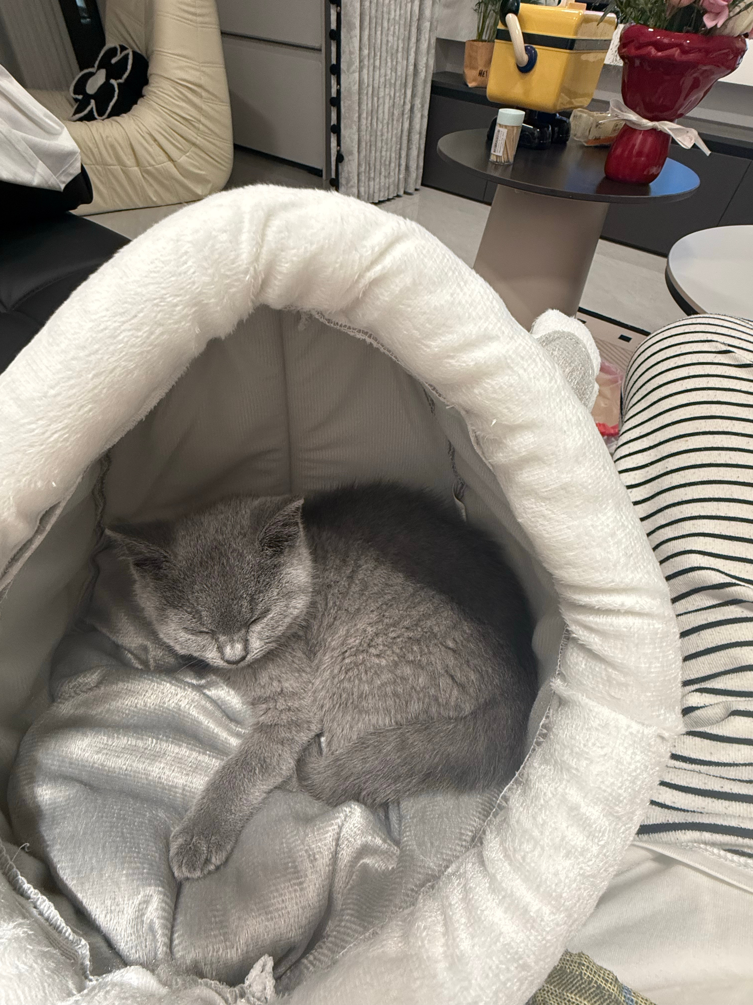 最近又养了一只猫，突然想到之前看过的一句话：长大，就是亲手养一遍小时候的自己，挺