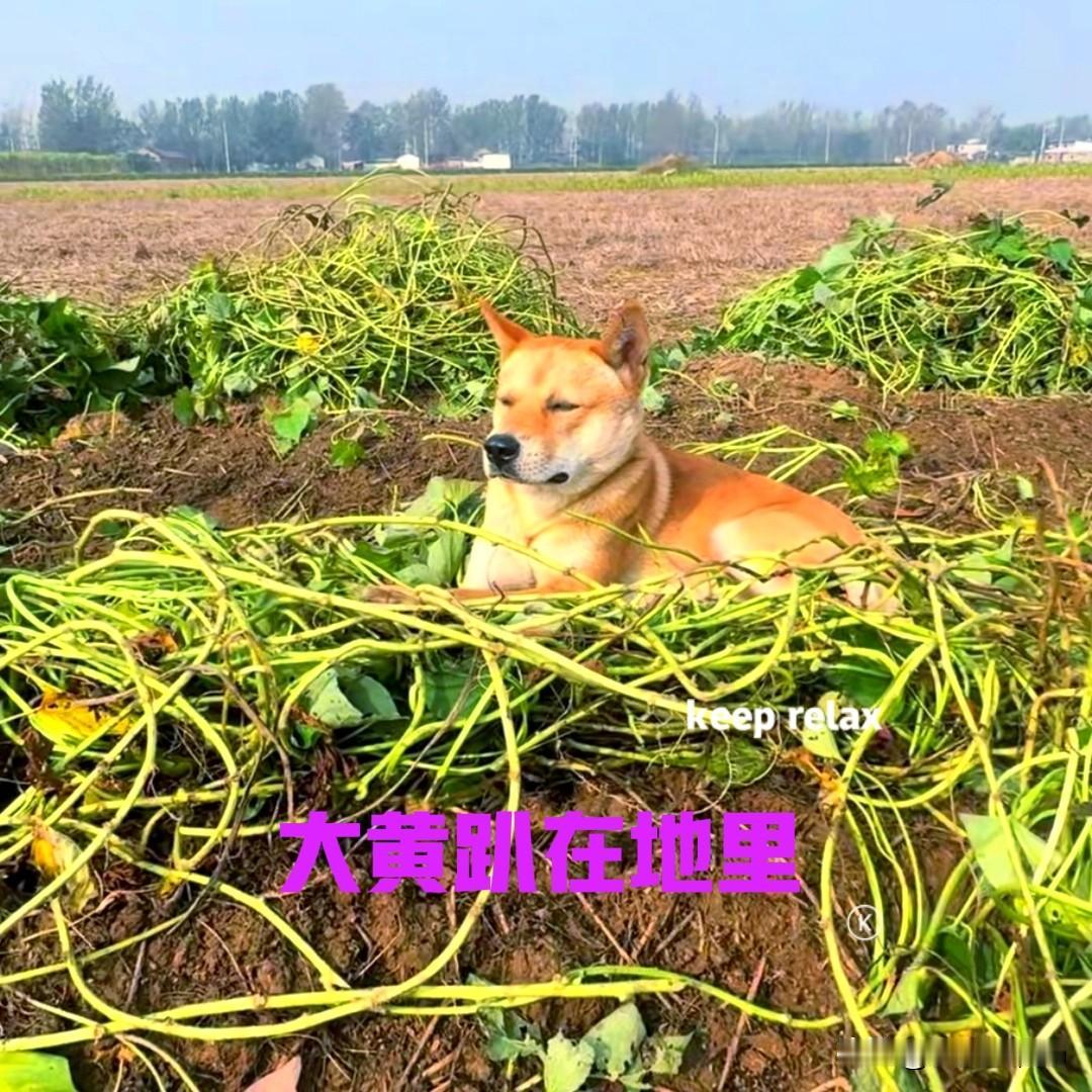 地里的红薯熟了，趁着这两天天气还不错，把地里的红薯挖了。一家人都在地里忙活，家里