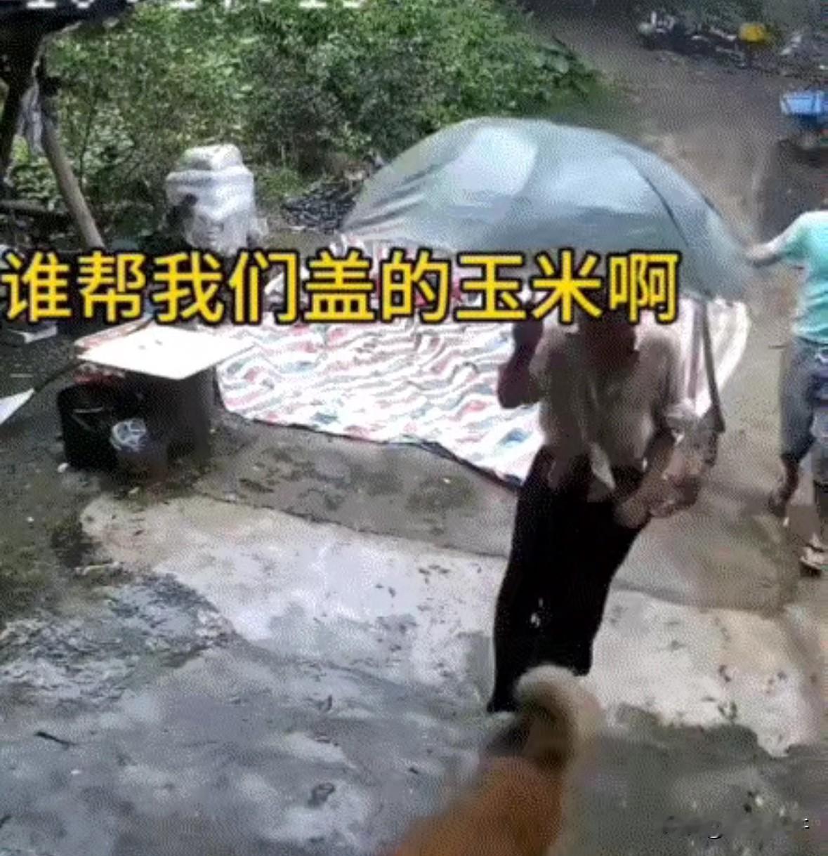 广东，一男子家中院子里晾晒着玉米，可家里无人之际，天空突然阴沉了下来，男子和妻子