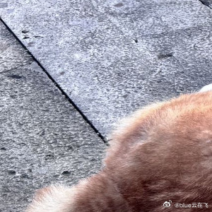 最近又捡了只流浪狗，生命总是以轮回的形式结束又开始。虽然柴犬毛毛好像并不开心，但