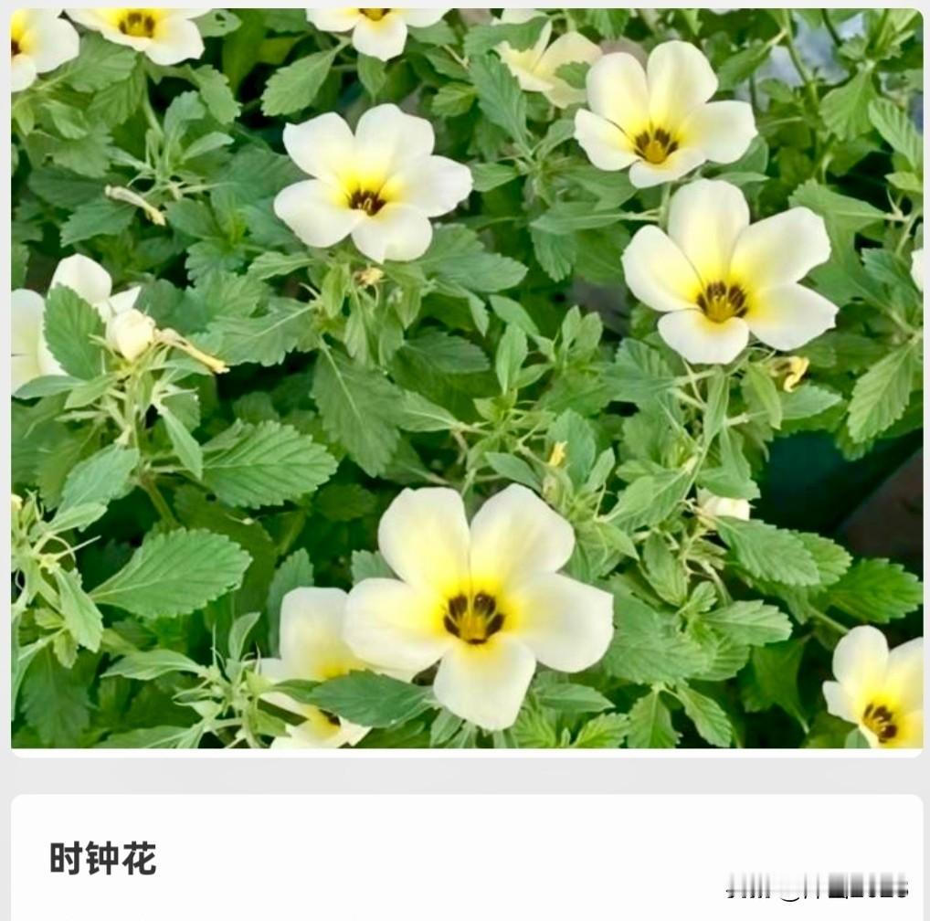 下面这七种花非常守时，朋友，今天，你守时了吗？“花的守时”是指某些植物花朵
