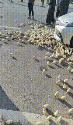 高速路上堵车，大货车上的鸡仔呆不住了。集体抗议:这天太热了，再困下去要死了