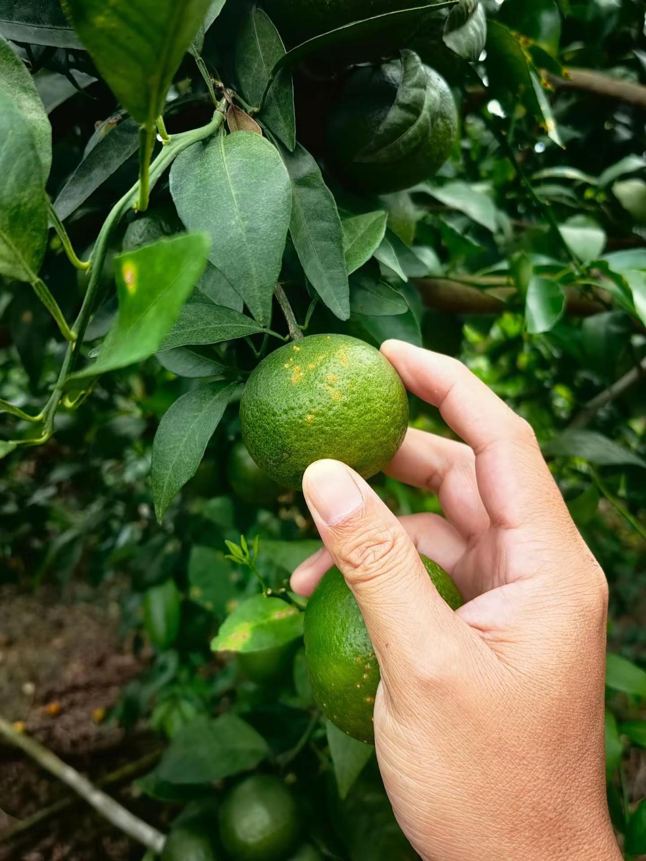 溃疡果，脑瓜疼。溃疡是细菌性病害：已经长斑的果和叶片，药打上去不能把病斑消掉，只