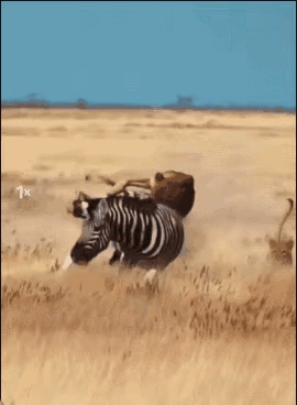 斑马被三只狮子围攻，当所有人都认为它会一命呜呼的时候。斑马奋力挣扎，用尽全身的力