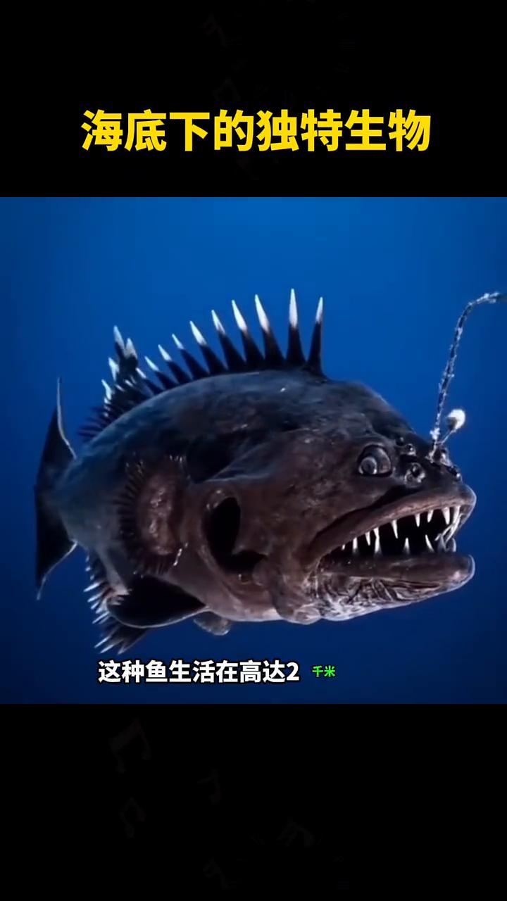 海底下的独特生物。很难相信这些海洋生物的存在，因为它们很少出现在水面，以至于每