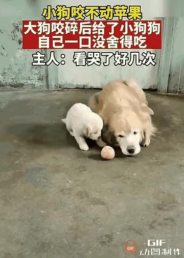 谁懂啊！这才是动物之间最戳心的温柔😭小狗牙齿还嫩，咬不动硬硬