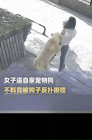 万万没想到，10月6日，天津，一女子拉着自己养了一年多的狗子出门溜达，不料遛完狗