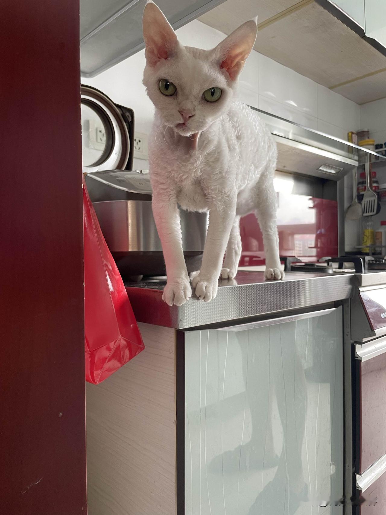我家小猫咪，今天不慵懒，早上起来还在爬高上低呢。