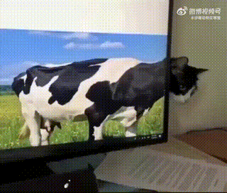 这下是真奶牛猫了宠物卖萌中心​​​