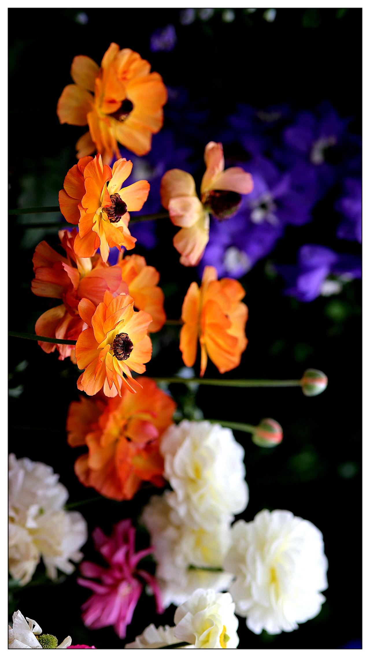 蔡司镜头拍小花