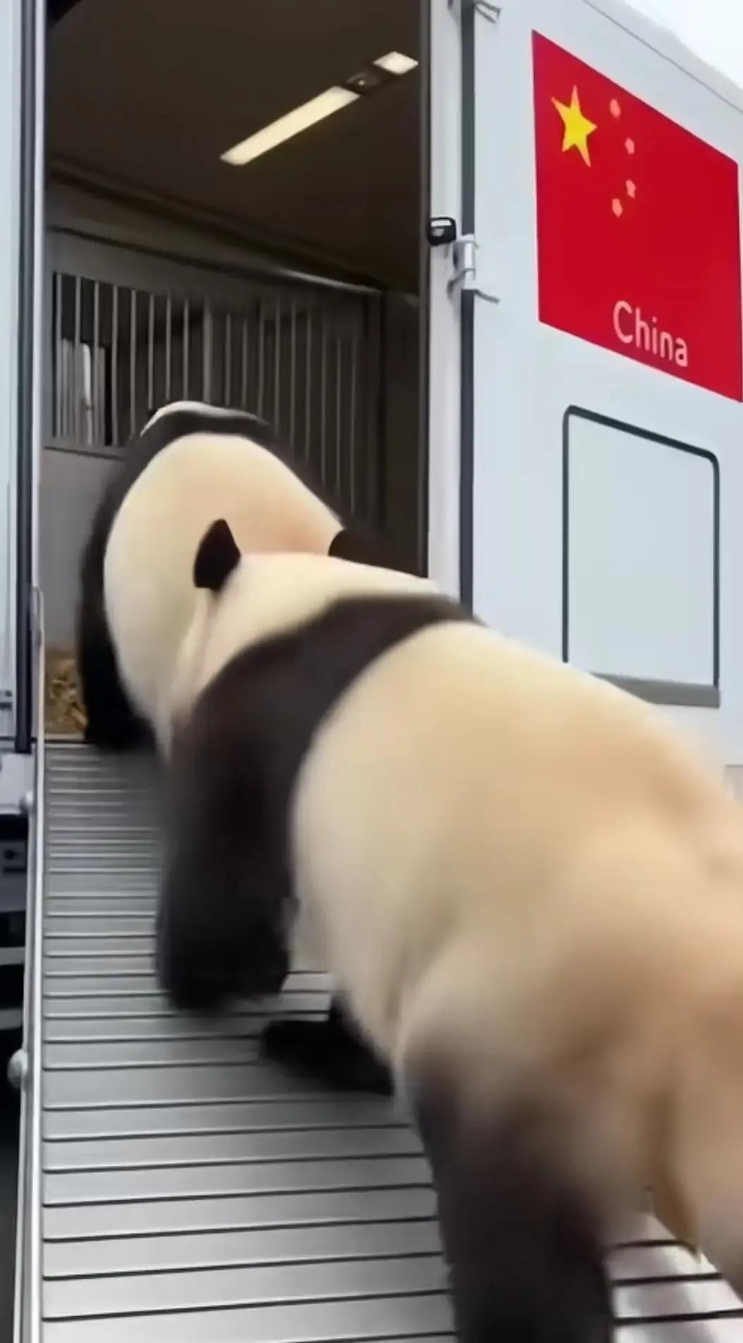 两只在日本生活多年的大熊猫回到中国，这背后藏着怎样的情感和算计？它们都属于