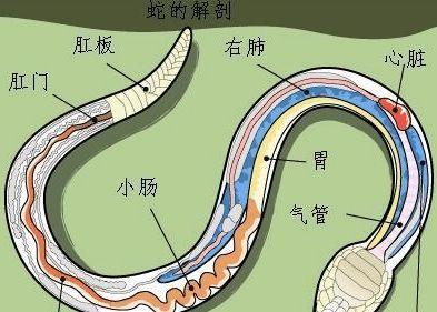 打蛇不打头！有很多人都不知道，野外遇到蛇不能去打头，不然就可能会让自己陷入危险当