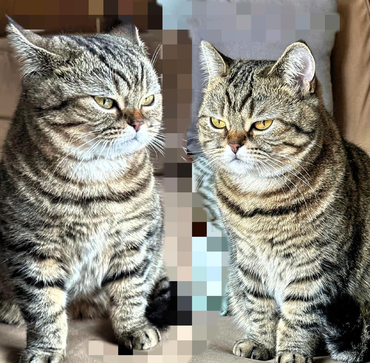 养了只“三分钟记仇”的猫，我算彻底悟了：宠物的脾气，才是最真实的情绪报警器