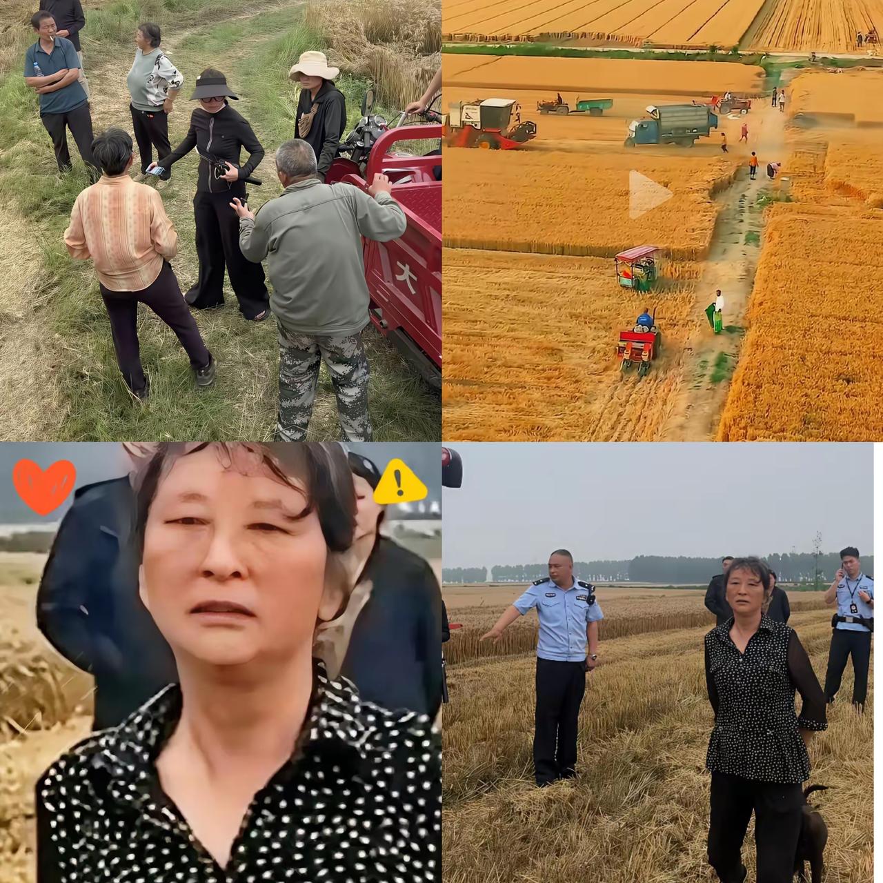 这世道的荒诞，在襄阳割麦这事上体现得淋漓尽致！那个因割四赔五闹得全网热议的大妈，