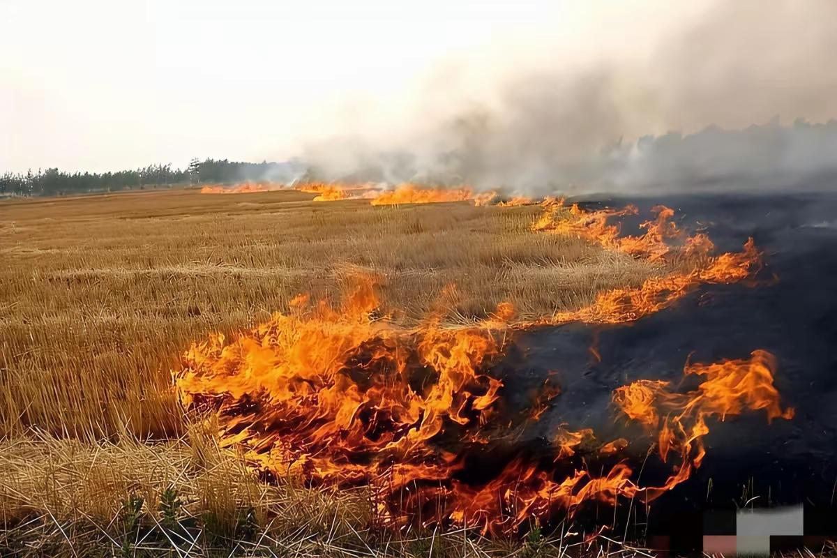 这反转来得太快，我都替之前的专家脸红以前村里老人烧个秸秆，那是跟“犯罪”似