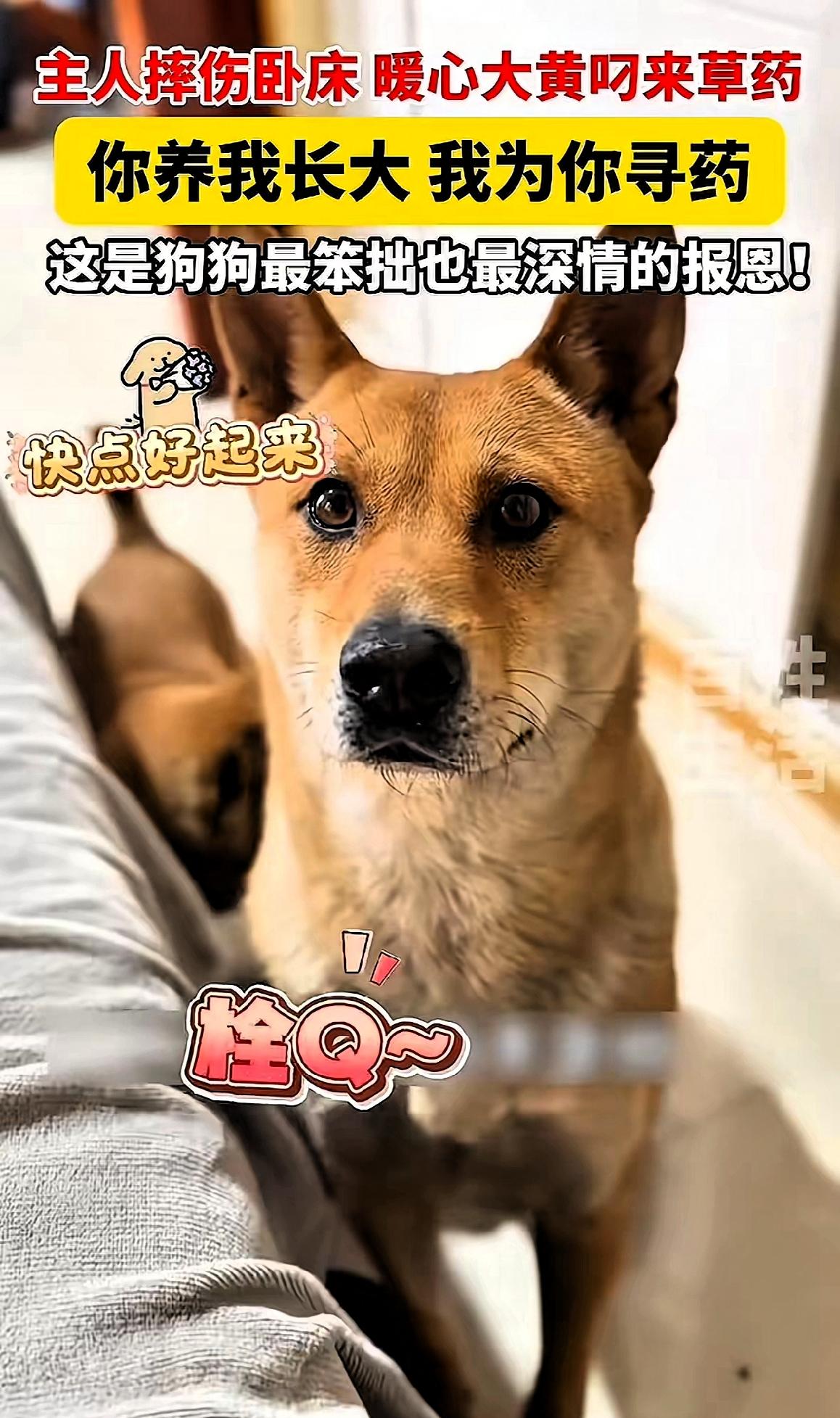 刷到一个视频，直接给我干破防了。​一条土狗，硬生生扯下了多少所谓“名贵宠物”的遮