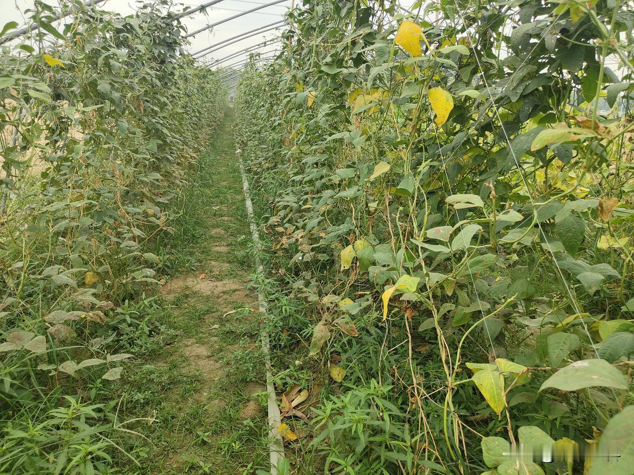 晒图笔记大赛豇豆叶霉病你见过没有，许多人以为豇豆叶霉病危害不严重，常常忽视预防，