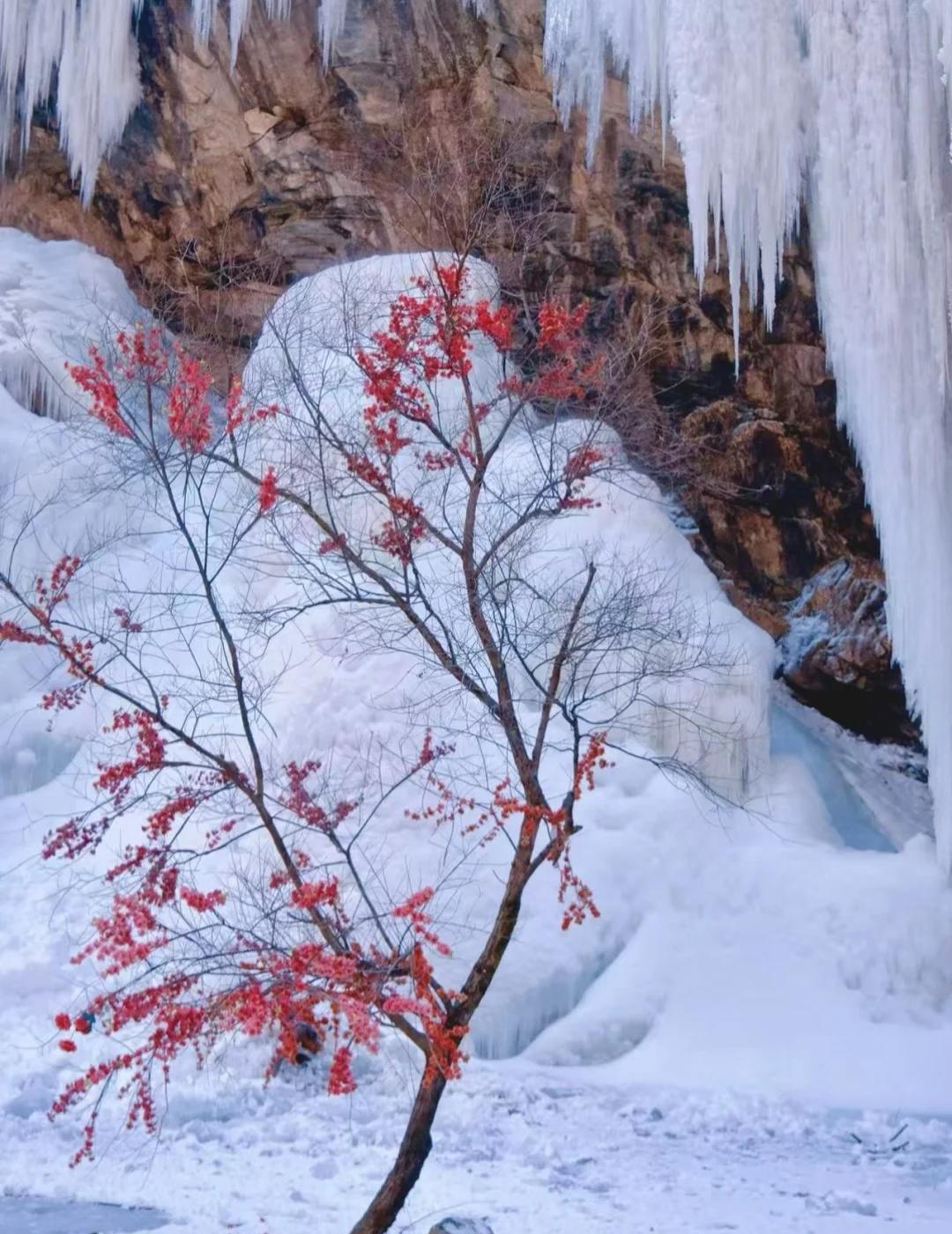 刚从少华山回来❄️冬天这么玩太爽了上周末和朋友们去了少华山，真的被惊艳到了！从