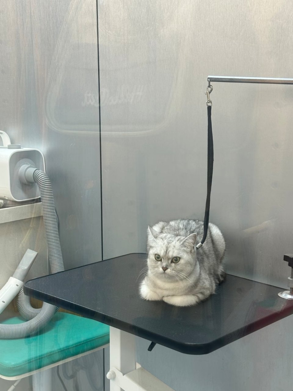 遇上一只在等待麻麻接的猫，感觉它快碎了，在强装镇静。