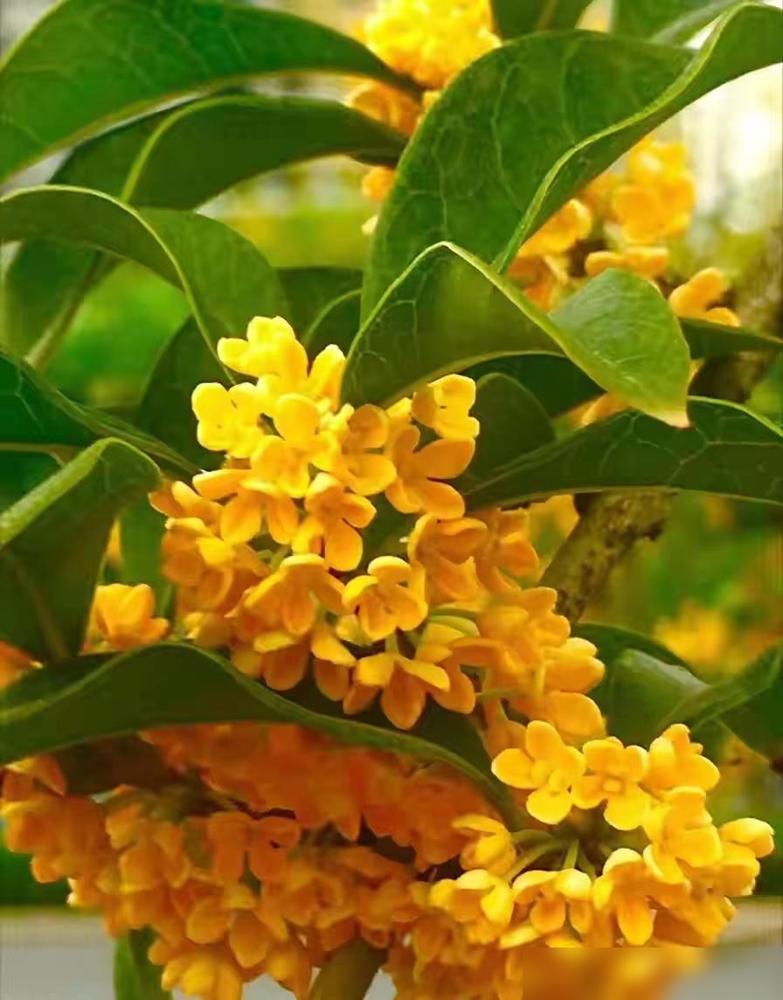 “好树进宅,镇宅旺财”，庭院种树有讲究，6种吉祥树，你家有没有石榴树确实讨喜。