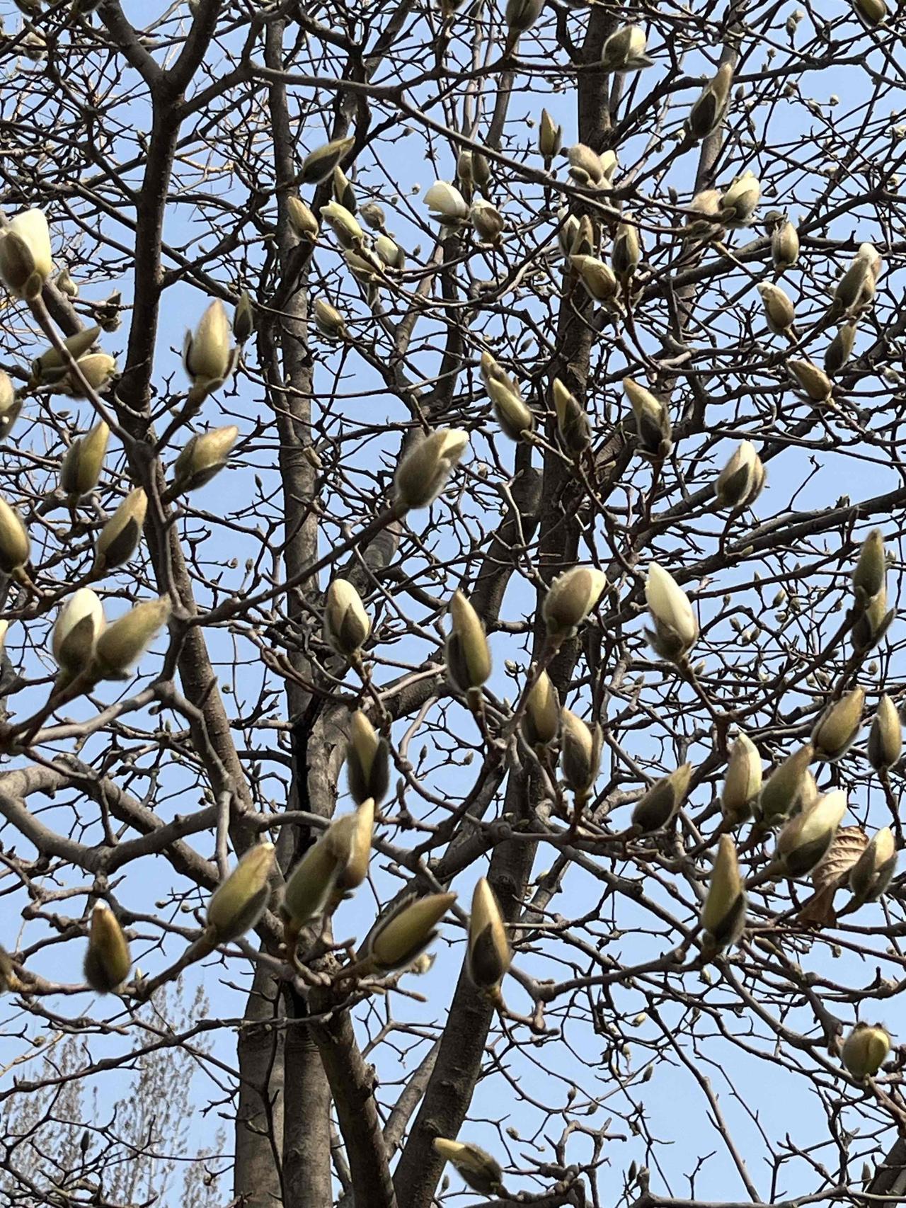 昨日（3月21日），上海二手房成交量再度“发疯”，市场热度持续爆表！据网上房