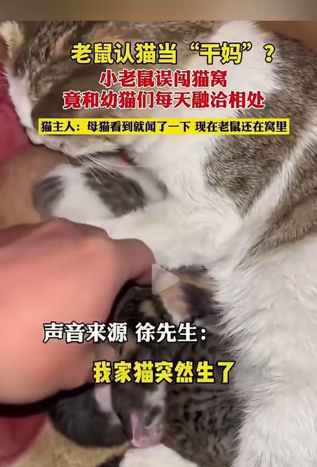 原来猫也“一孕傻三年”！男子家养的猫生了一窝小猫，他上去查看时惊呆了！一只小老鼠
