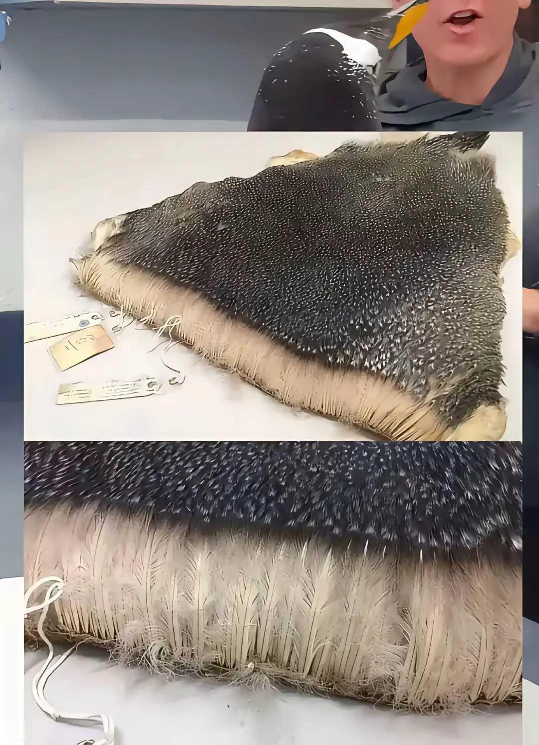 为什么不能摸企鹅看看企鹅的毛