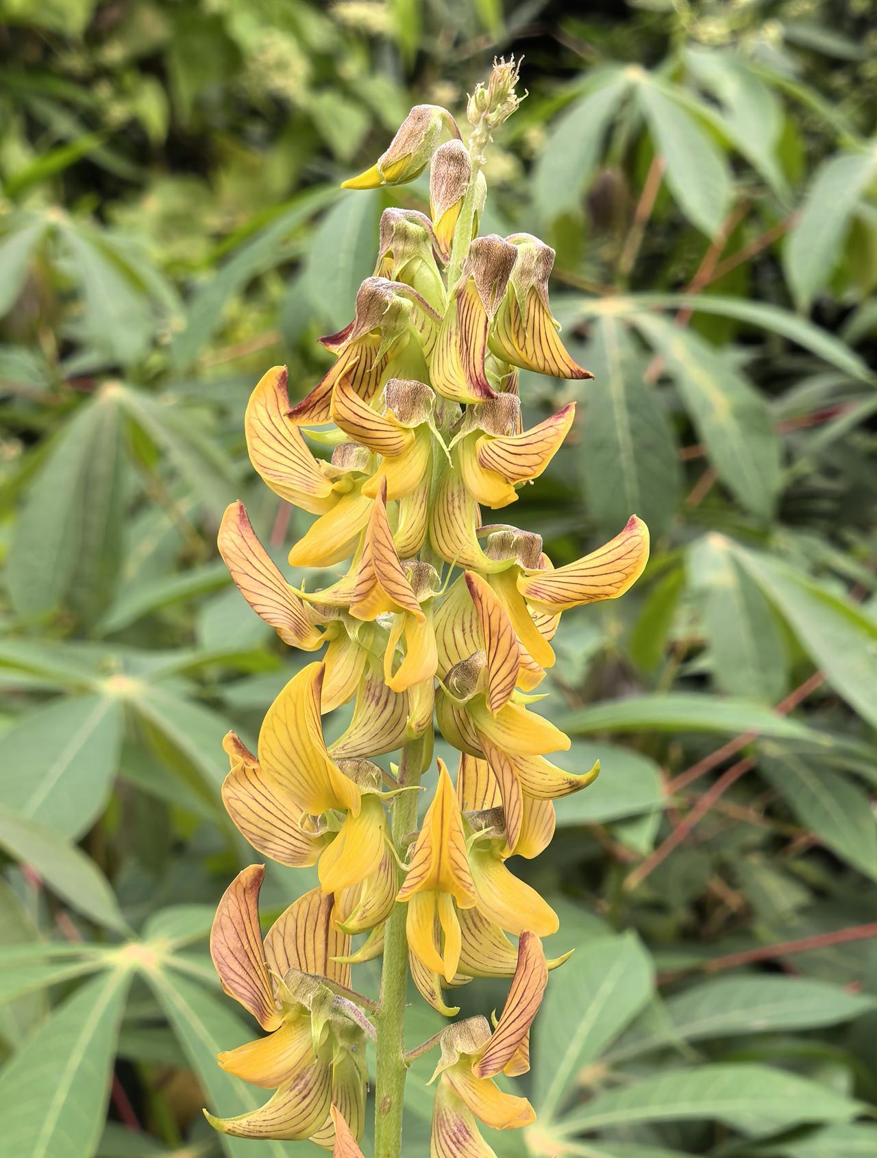 猪屎豆，花果各具风情野趣，而名字却土得掉渣的山野杂草。据说在南方农村，这种杂草