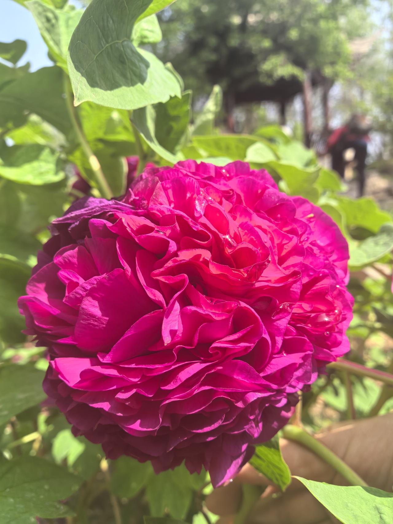 打算不婚不育的女孩子都来看看吧！家住上海虹口区的蒋婷，46岁，未婚独居，在2