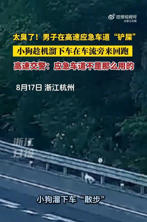 “应急车道不是这么用的！”8月17日，浙江杭州，一男子开车行驶在高速上，结果，狗