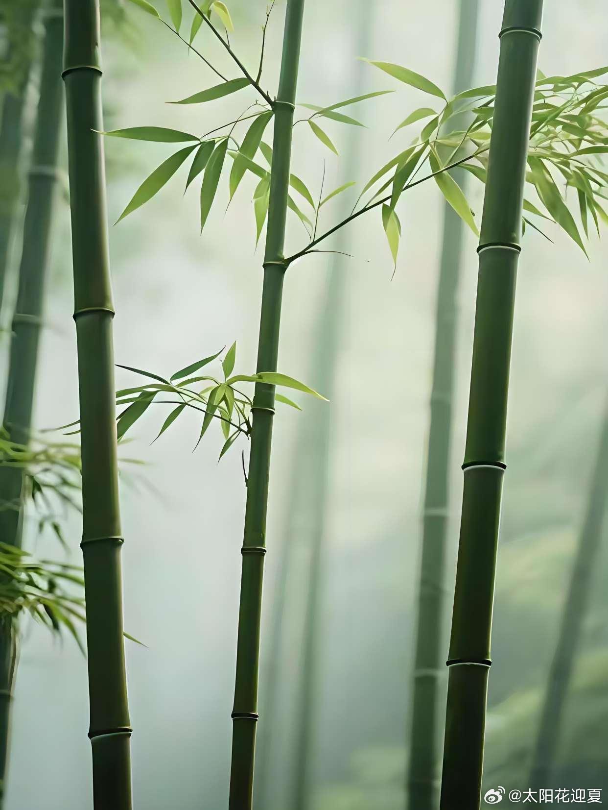 幽竹沐清风，满目清翠涤尽尘烦～寻美河南​​​