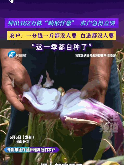 “简直无法无天！”河南开封，一众农户满心期盼一季劳作能换来丰收好光景，可地里栽种