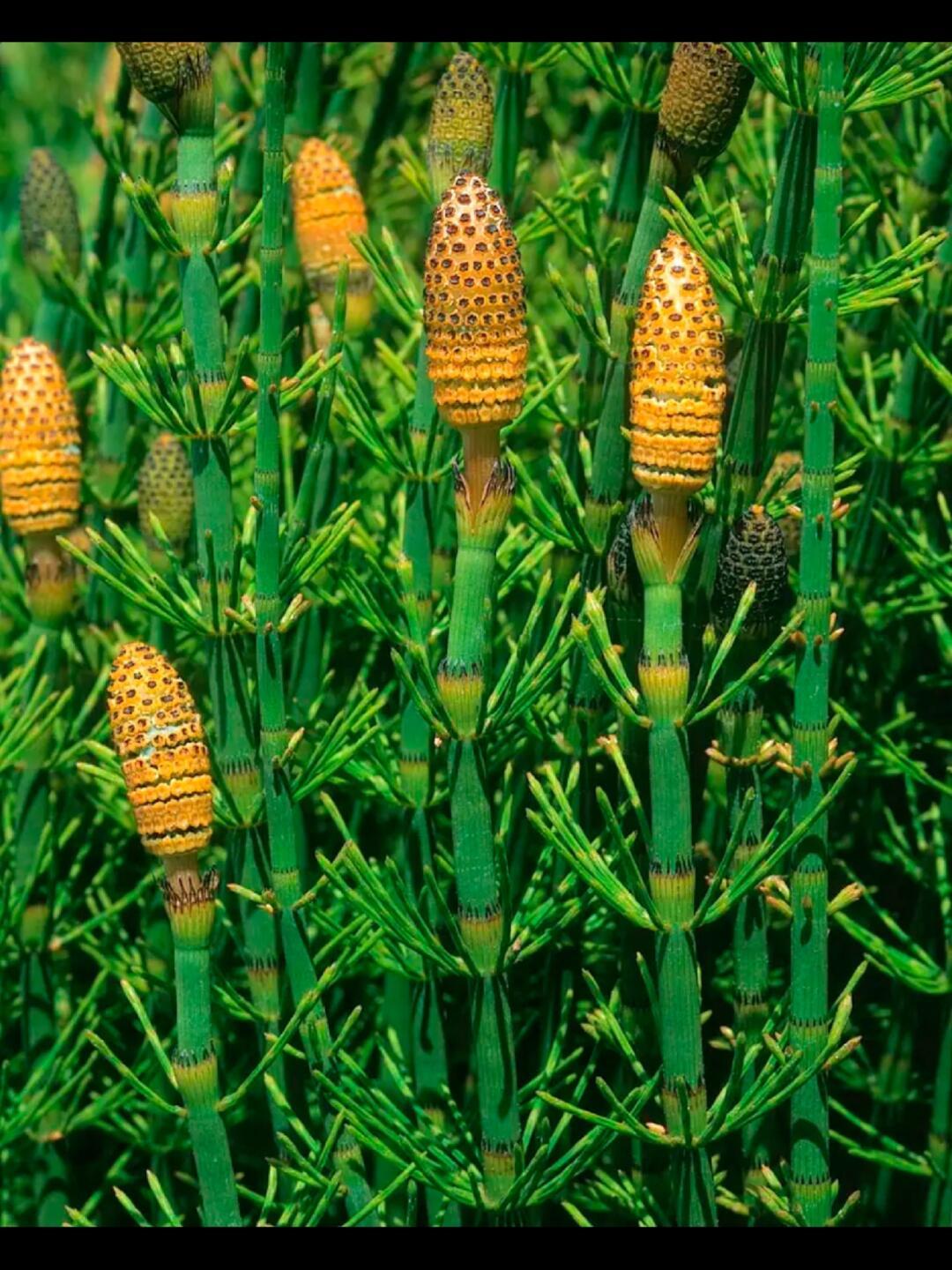 中医中药奇妙生物圈植物科普宝子们！今天带你们认识一株自带“复古滤镜”的神奇植物—