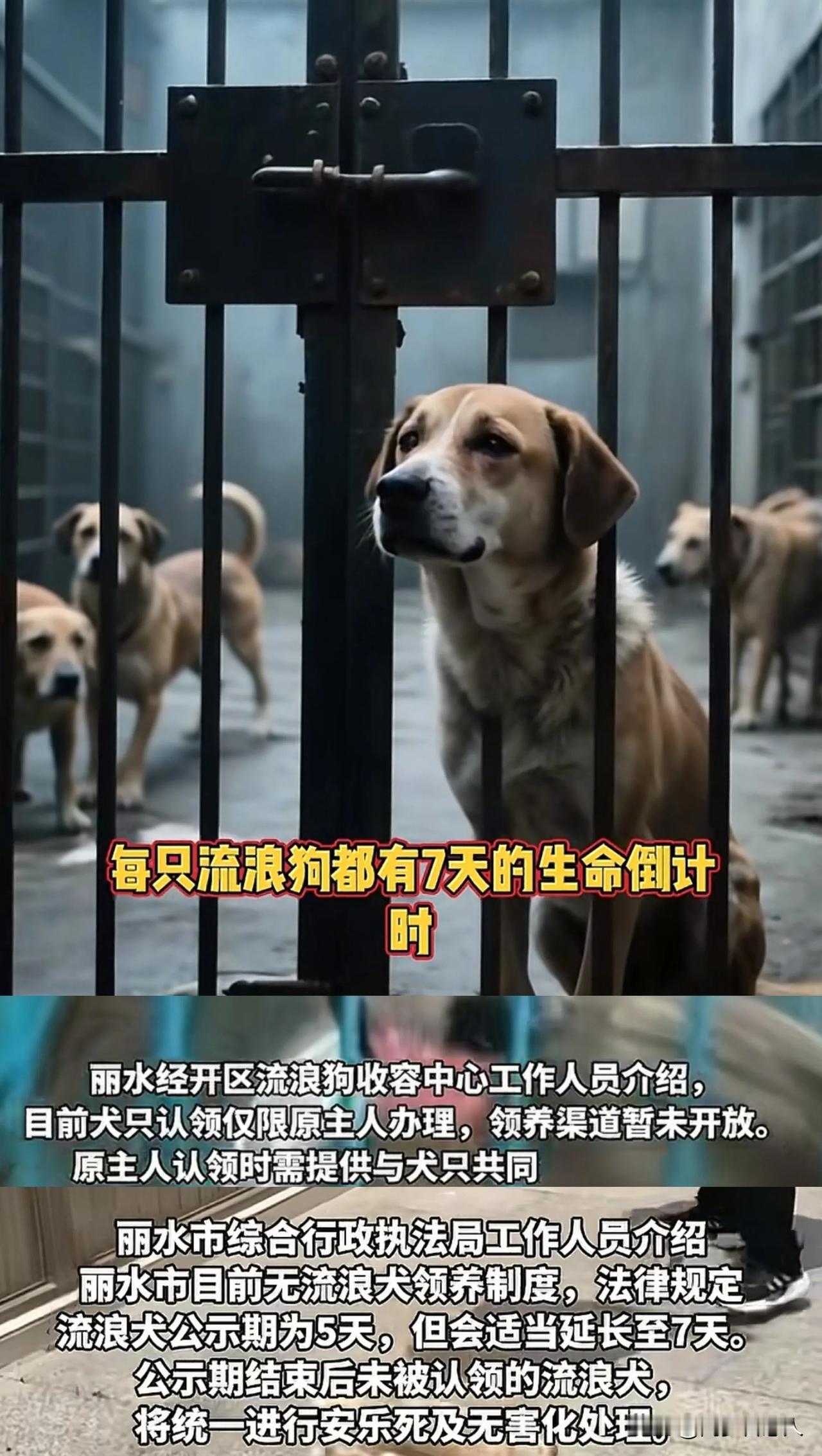 流浪狗的生命倒计时———7天没有原主人领养，将被安乐死处理！丽水流浪狗收容中心发
